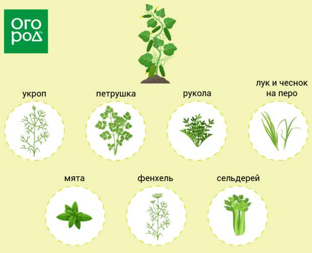 Зелень рядом с огурцами
