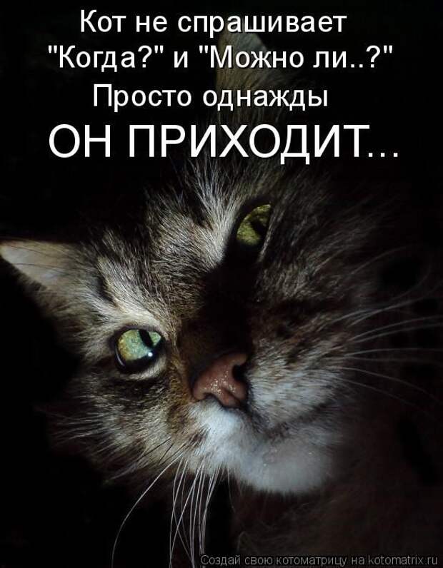 Лучшие котоматрицы недели (50 фото)