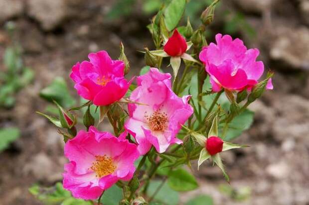 Роза садовая сорт Мотылек, фото автора