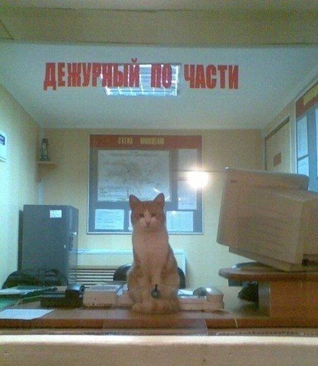 Забавные объявления, надписи и иной человечий креатив