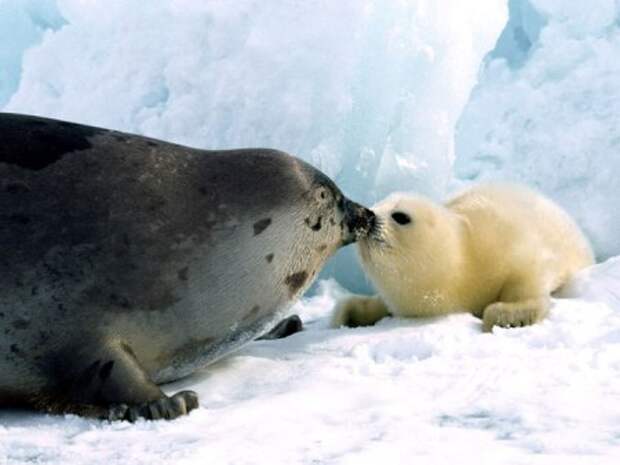 Животный мир: мамы и их малыши - фотографии - тюлени