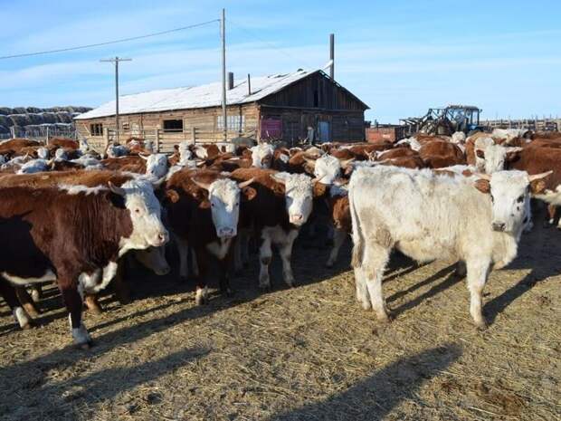 Более 900 млн направили на развитие аграрного сектора в Забайкалье