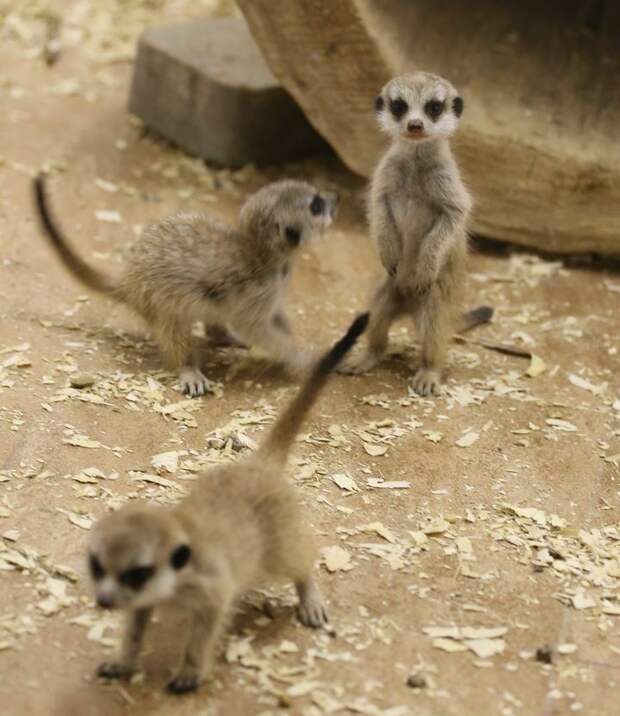 В белгородском зоопарке родились трое детенышей сурикатов