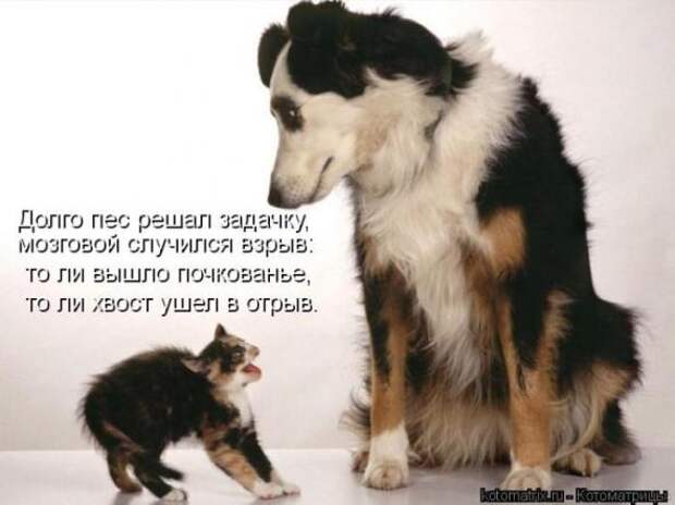 Котоматрицы (картинки с подписями)
