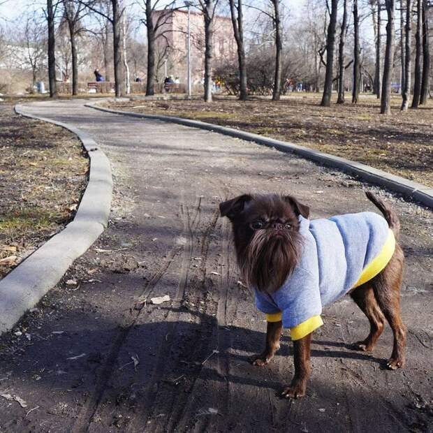 Натс очень дружелюбно относится к новым знакомым и, кажется, ему даже нравится, что люди обращают на него внимание Натс, борода, животные, милота, собака