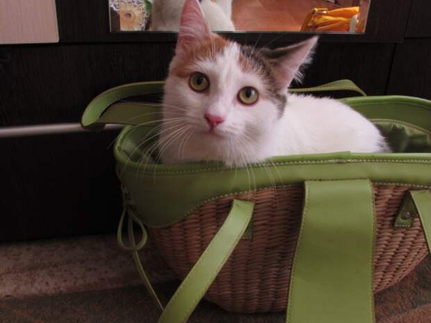 кошка