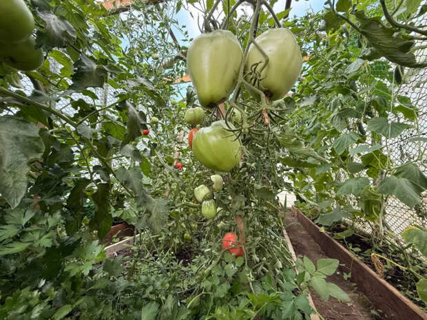 Эти томаты не берет фитофтора: 5 сортов, которые завалят урожаем до самых заморозков