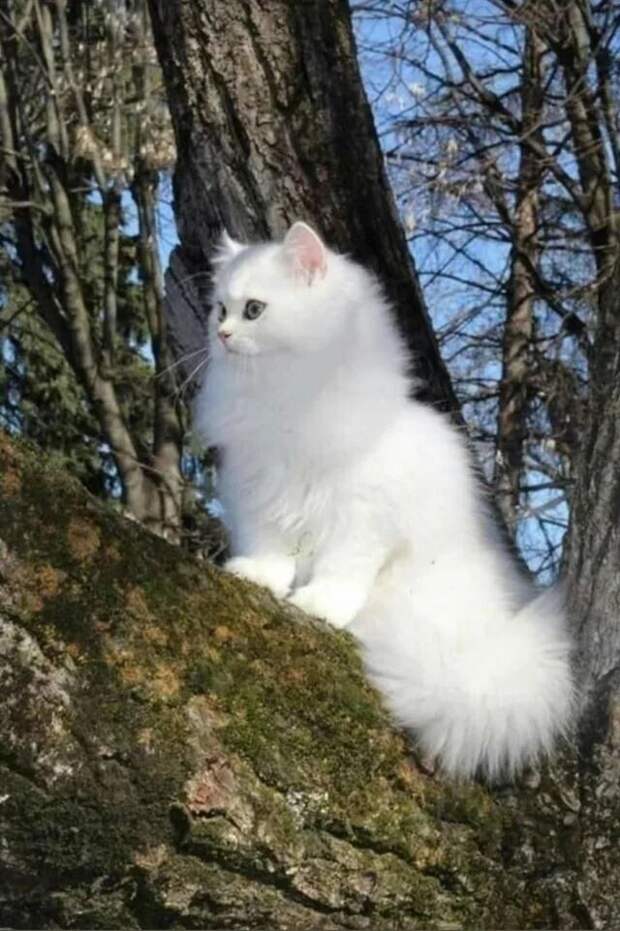 Снимки пушистых кошачьих красавиц