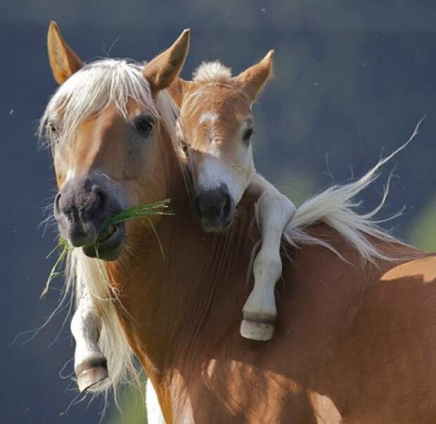 Животный мир: мамы и их малыши - фотографии - лошади