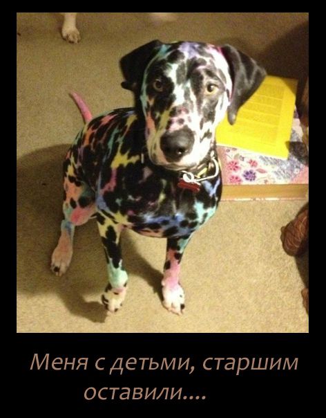 прикол, животные собаки