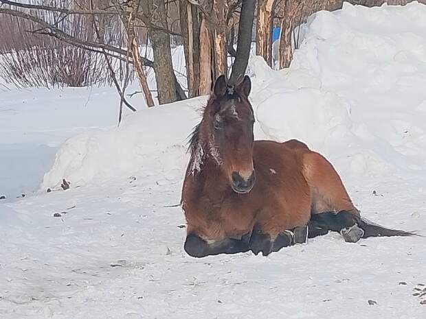 Рязанцы пожаловались на бродячих лошадей-попрошаек