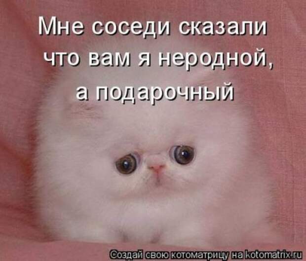 Лучшие котоматрицы недели