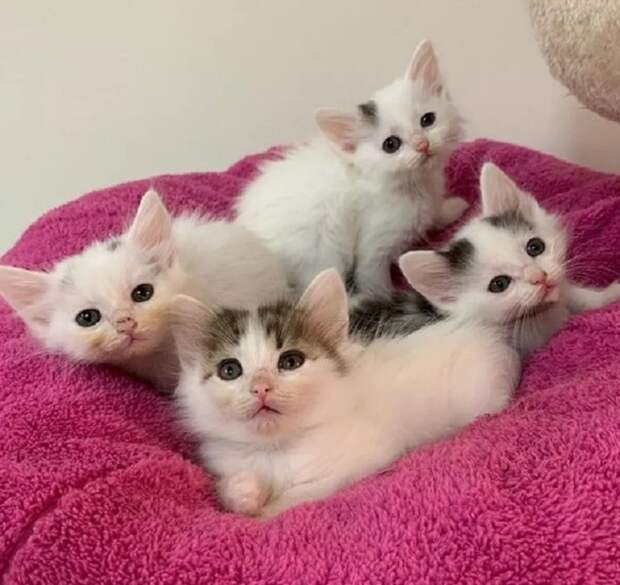 Четыре котенка