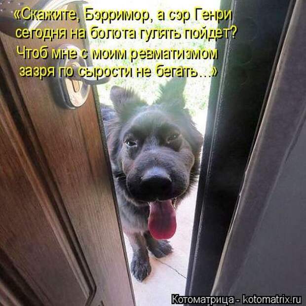 Лучшие котоматрицы недели