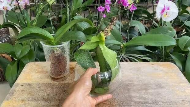 Потрясающая реанимация умирающей орхидеи. Цветок наращивает корни и восстанавливает тургор листьев