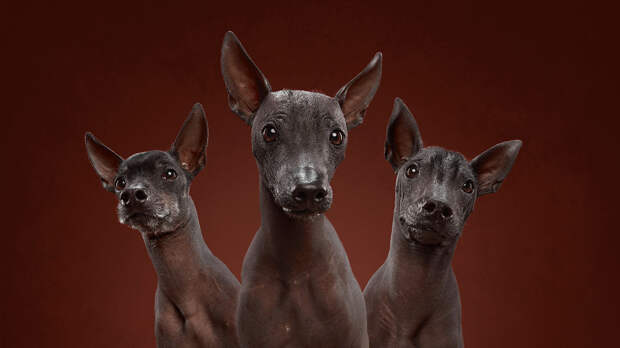 The Xolo Gang