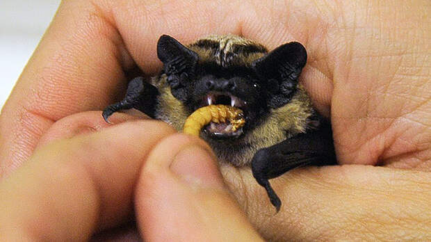 Партия-пожиратель: Главная загадка думских выборов – 2021