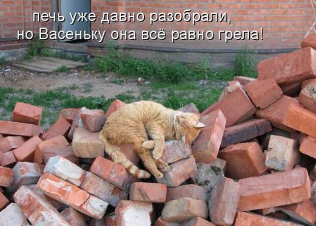 Прикольные и смешные зверюшки # 34