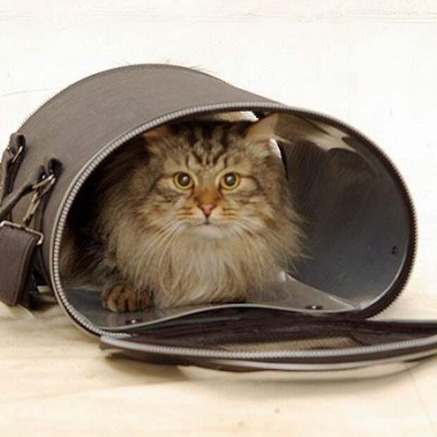 котенок в доме