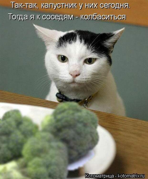Лучшие котоматрицы недели (50 фото) Лучшие котоматрицы недели (50 фото)
