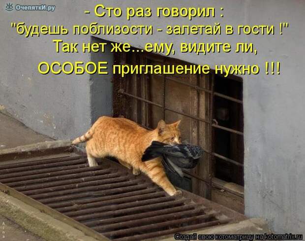 Смешные кошки в котоматрице 32