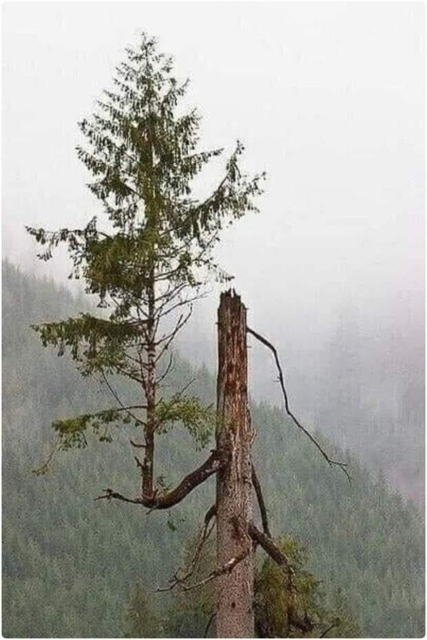 Необычные деревья, которые смогли выжить не смотря ни на что
