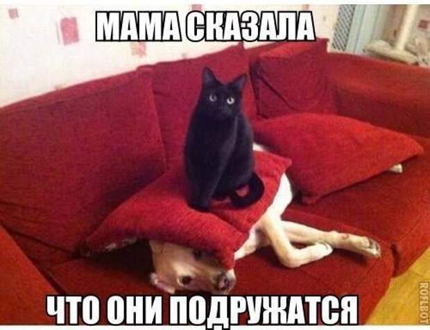 прикол, животные собаки