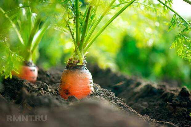 Органическое земледелие: интенсивная посадка растений