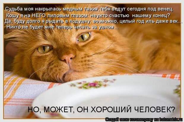 Лучшие котоматрицы недели (50 фото)