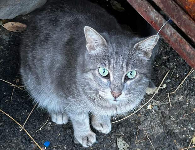 Петербуржец получил 100 тысяч рублей за труп загрызенной кошки в самолете