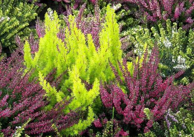 Вереск (Calluna Vulgaris) Про-ЦВЕТЫ.рф - фото цветов и букетов, стихи и загадки про цветы, цитаты и афоризмы