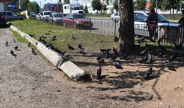 Специалисты устанавливают причины массовой гибели голубей в Можге