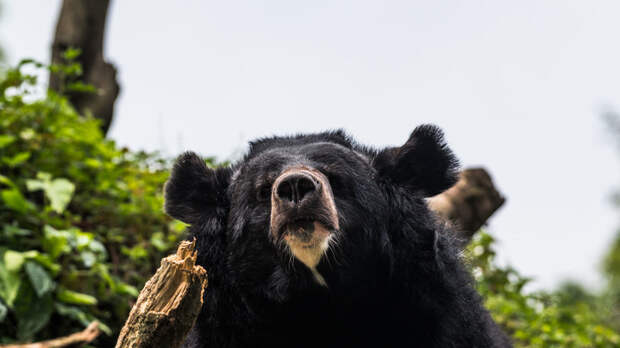 Сахалинские таможенники обнаружили лапы гималайского медведя на судне из Кореи