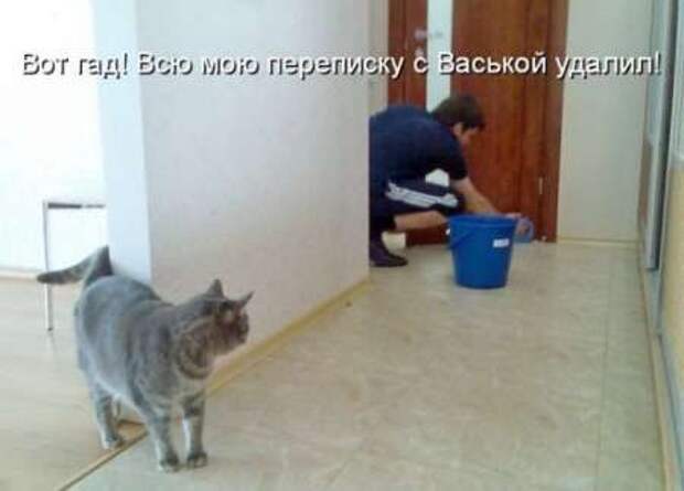 Прикольные животные, котоматрица