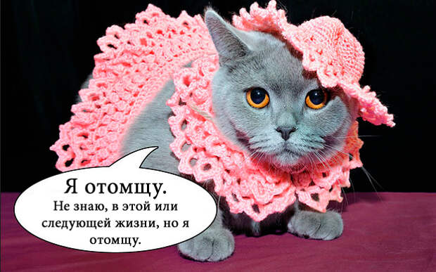 О чем на самом деле думают коты