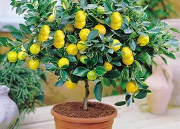 Домашнее лимонное дерево 