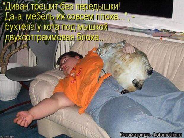 Котоматрицы (картинки с надписями)