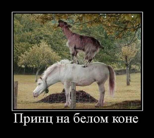 Убойные, прикольные демотиваторы