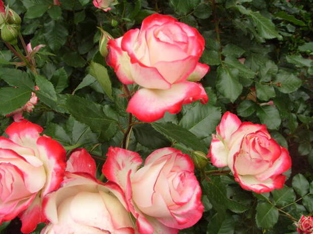Роза садовая сорт Jubile du Prince Monaco, фото автора