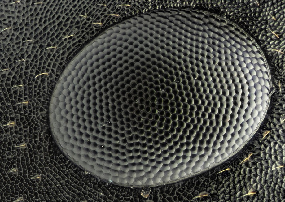 insects19 insects19 Портреты насекомых