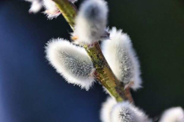 Когда Вербное воскресенье в 2026 году: узнайте точную дату и традиции праздника