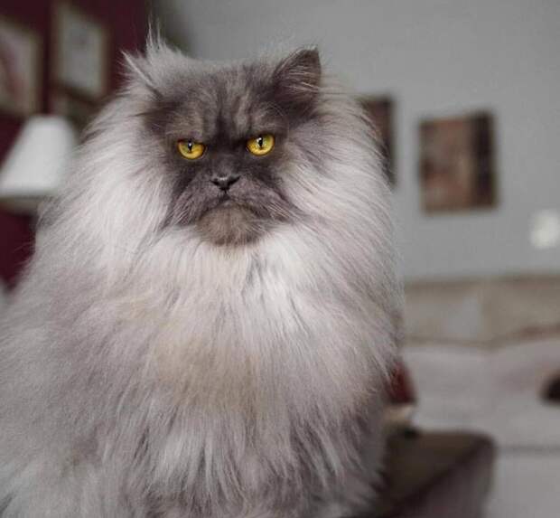 20 фото кота Джуно, который шокирует своей шевелюрой и осуждает всё вокруг