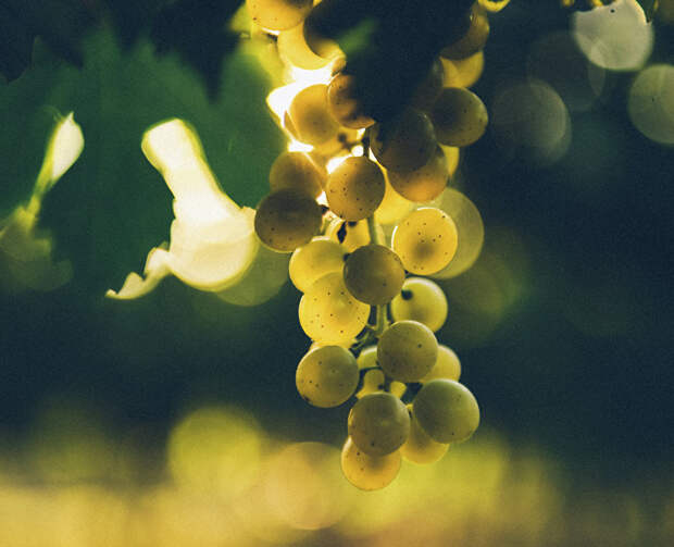 Розовые вина Крыма вошли в рейтинг Роскачества