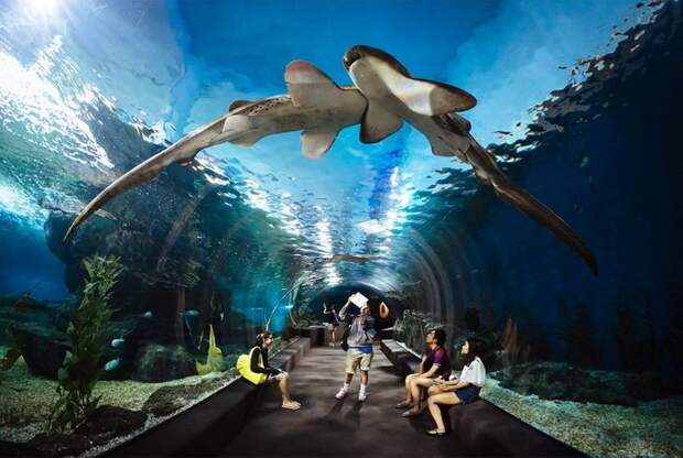 Океанариум Siam Ocean World
