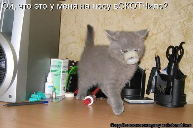 Котоматрица - Ой, что это у меня на носу вСКОТЧило?