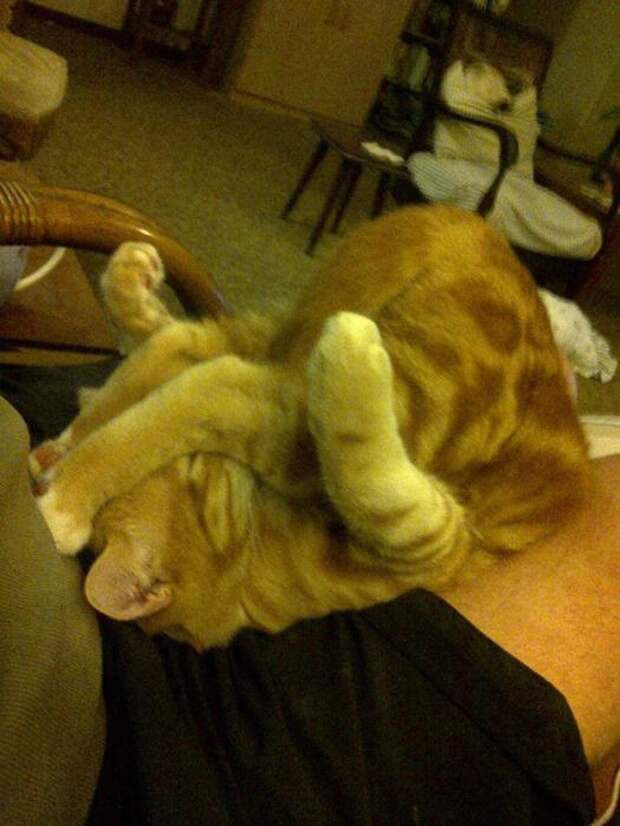 Котики