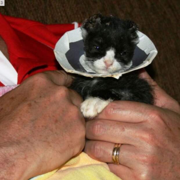 Спасение несчастного котенка (9 фото)
