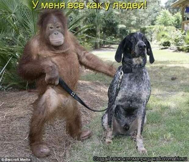 Прикольные животные, котоматрица