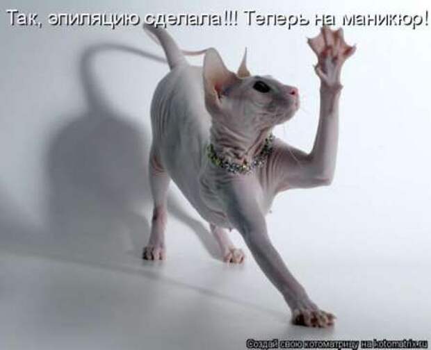 Прикольные животные, котоматрица