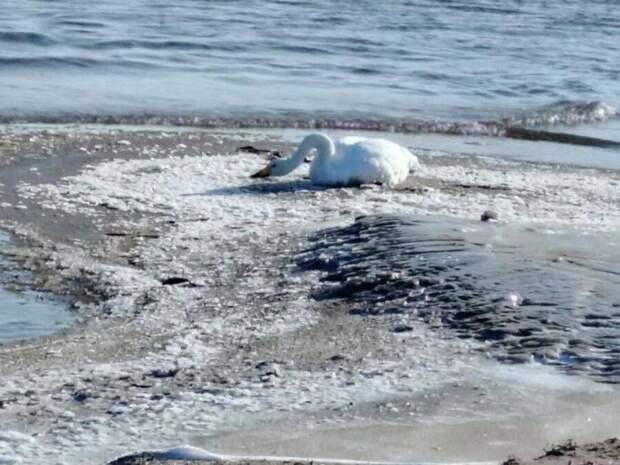 Один лебедь против зимы: как приморское село пытается спасти редкую птицу